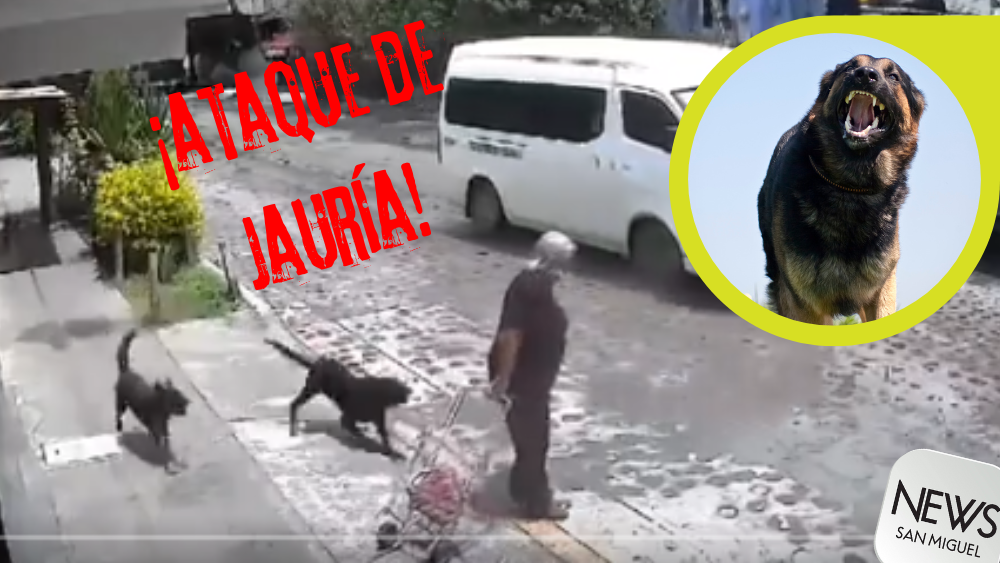 ¡Jauría de perros ataca a abuelita!