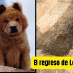 Leo, el perro rescatado que venció el maltrato y regresó a casa gracias a la solidaridad