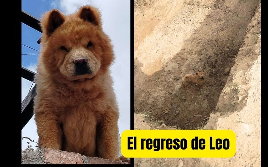 Leo, el perro rescatado que venció el maltrato y regresó a casa gracias a la solidaridad