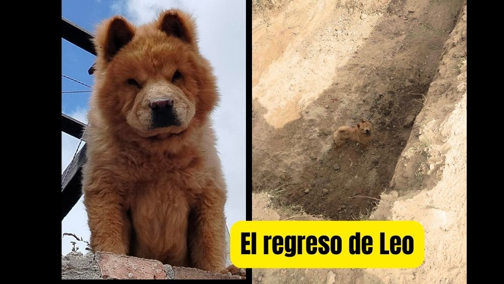 Leo, el perro rescatado que venció el maltrato y regresó a casa gracias a la solidaridad