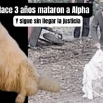 Tres años sin justicia para Alpha, el husky asesinado en San Miguel de Allende