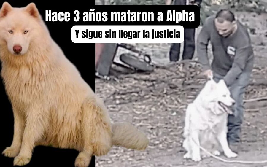 Tres años sin justicia para Alpha, el husky asesinado en San Miguel de Allende