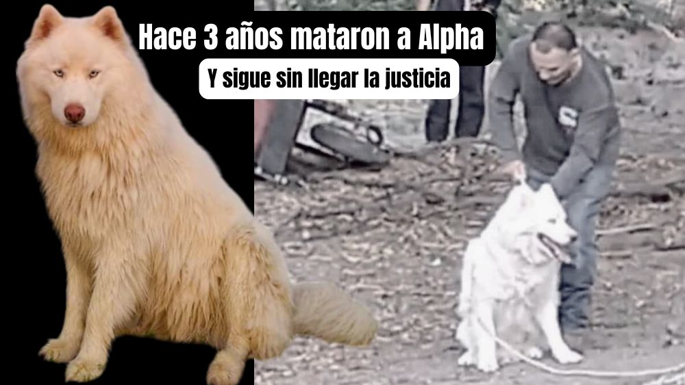 Tres años sin justicia para Alpha, el husky asesinado en San Miguel de Allende