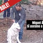 Histórica sentencia en Guanajuato: Juez declara culpable a Miguel Ángel, quien asesinó brutalmente al perrito Alpha en San Miguel de Allende