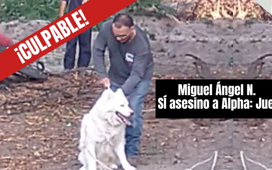 Histórica sentencia en Guanajuato: Juez declara culpable a Miguel Ángel, quien asesinó brutalmente al perrito Alpha en San Miguel de Allende