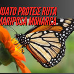 Guanajuato promueve la conservación de la ruta migratoria de la Mariposa Monarca