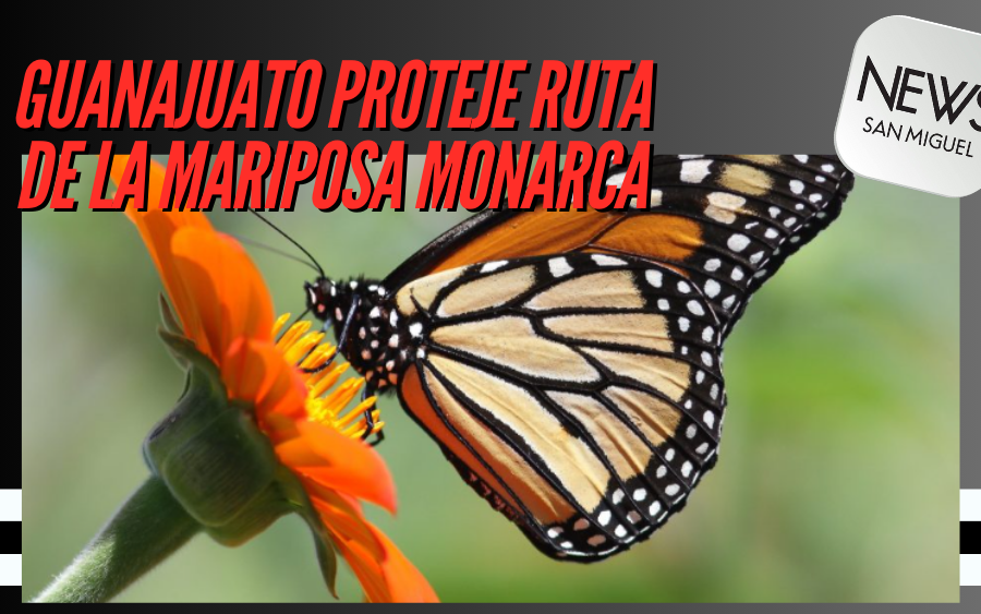 Guanajuato promueve la conservación de la ruta migratoria de la Mariposa Monarca