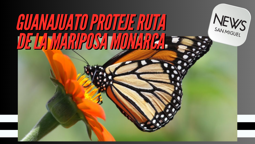 Guanajuato promueve la conservación de la ruta migratoria de la Mariposa Monarca