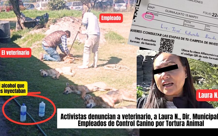 Con apoyo de la Gobernadora Libia Dennise, activistas denuncian brutalidad en Control Canino de San Miguel de Allende