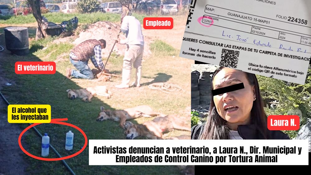 Con apoyo de la Gobernadora Libia Dennise, activistas denuncian brutalidad en Control Canino de San Miguel de Allende