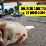 Maltrato animal elevado a rango constitucional en México: una victoria por los derechos de los seres vivos que no tienen voz