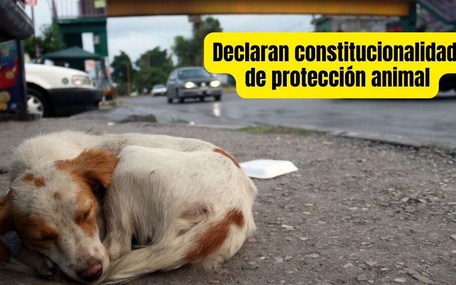 Maltrato animal elevado a rango constitucional en México: una victoria por los derechos de los seres vivos que no tienen voz