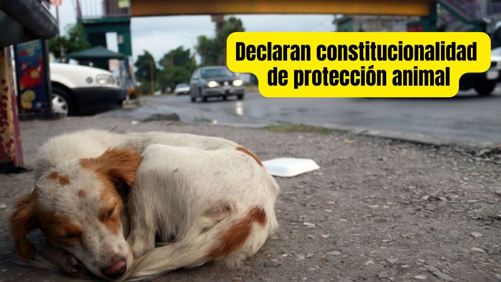 Maltrato animal elevado a rango constitucional en México: una victoria por los derechos de los seres vivos que no tienen voz