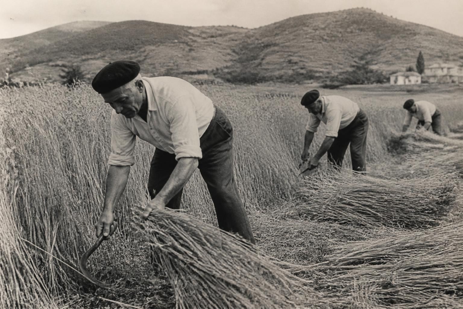 salinas, un pueblo que mantiene viva la tradición de la siega manual, preservando técnicas ancestrales antes de la llegada de las máquinas modernas.