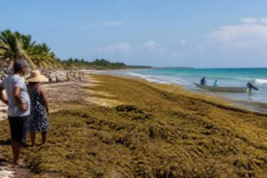 descubre cómo una alfombra de algas se extiende desde el caribe hasta las costas de méxico, afectando el ecosistema y las comunidades locales.