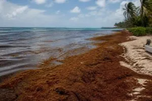 descubre cómo una capa de algas marinas está cubriendo las costas desde el caribe hasta méxico, afectando los ecosistemas y las comunidades locales.
