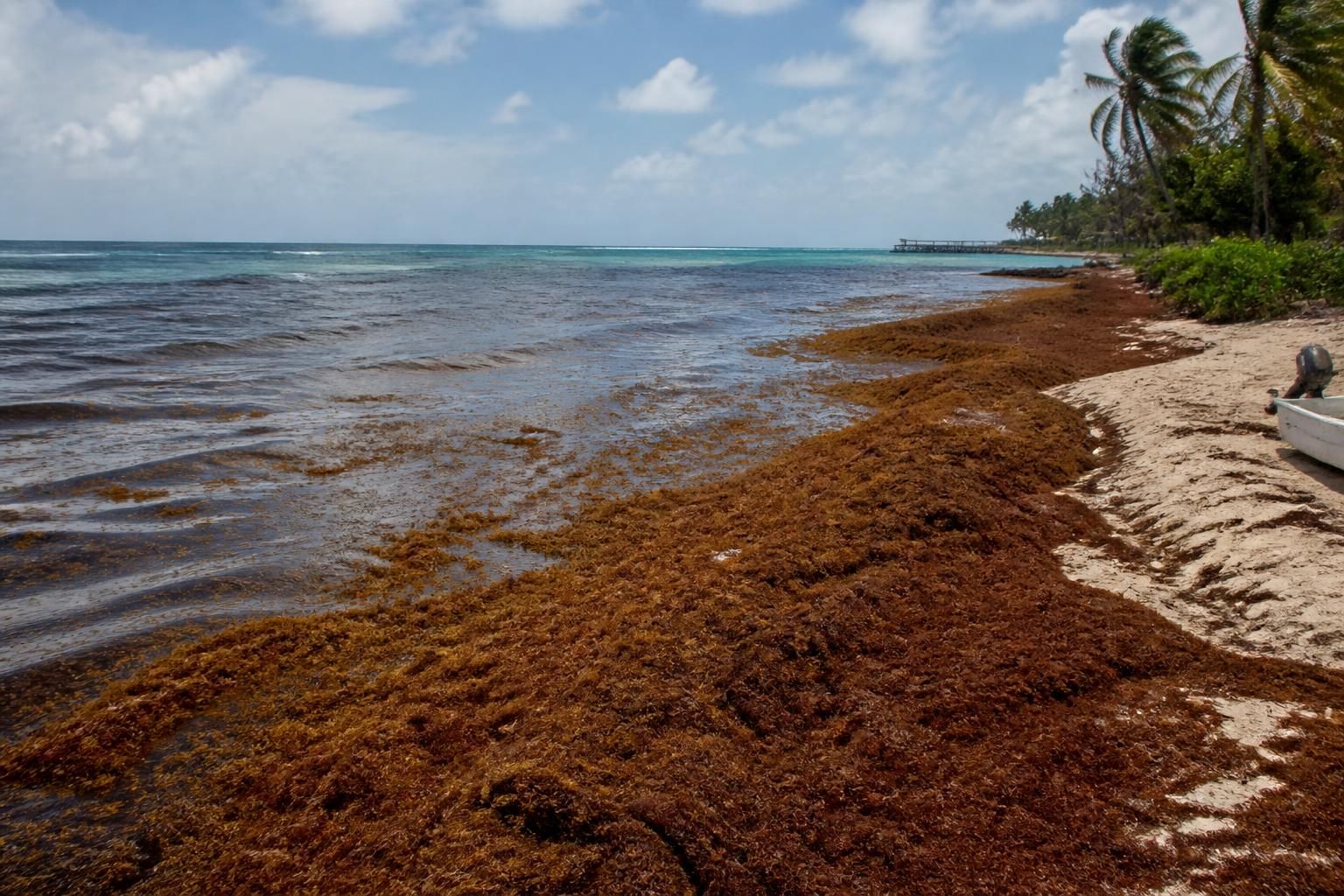 descubre cómo una capa de algas marinas está cubriendo las costas desde el caribe hasta méxico, afectando los ecosistemas y las comunidades locales.