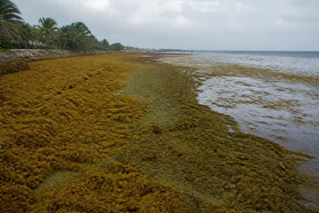 una extensa capa de algas marinas cubre las costas desde el caribe hasta méxico, afectando el ecosistema y las actividades locales. descubre las causas y consecuencias de este fenómeno natural.