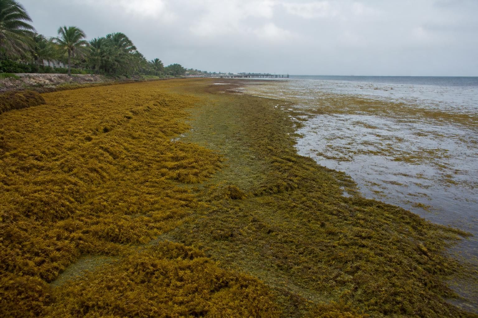 una extensa capa de algas marinas cubre las costas desde el caribe hasta méxico, afectando el ecosistema y las actividades locales. descubre las causas y consecuencias de este fenómeno natural.