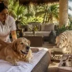 descubre el resort de méxico donde los perros reciben masajes y disfrutan de un menú especial para cenar.