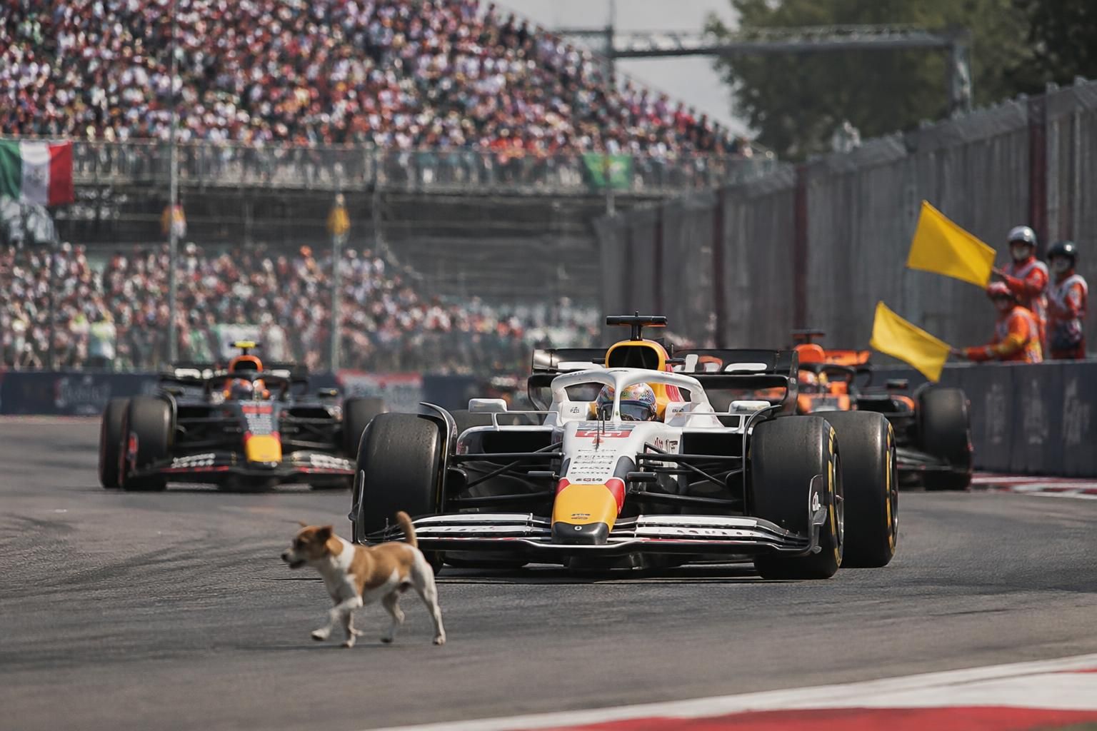 un perro irrumpió en la pista del gp de méxico: revive los momentos clave de la carrera y la actuación de hadjar en la fórmula 1.