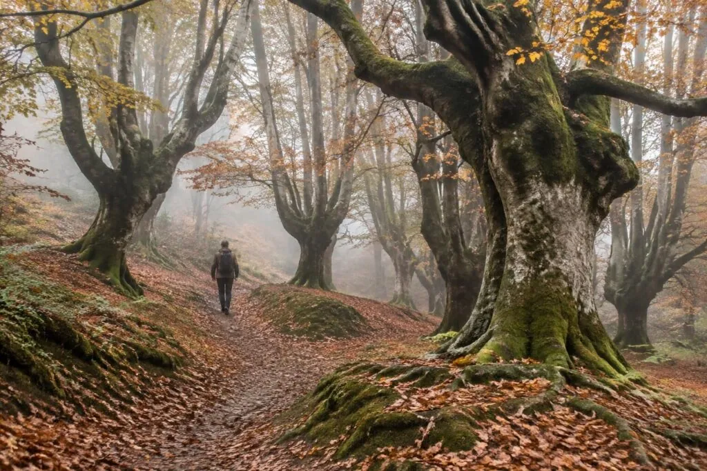 descubre el hayedo de otzarreta, un bosque mágico del país vasco ideal para disfrutar de una excursión inolvidable entre hayas y paisajes únicos.