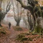 descubre el hayedo de otzarreta, un bosque mágico del país vasco ideal para disfrutar de una excursión inolvidable entre hayas y paisajes únicos.